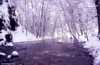 Leonardo Viceconte Guida ufficiale del parco nazionale del Pollino