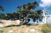 Leonardo Viceconte Guida ufficiale del parco nazionale del Pollino