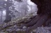 Leonardo Viceconte Guida ufficiale del parco nazionale del Pollino