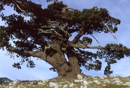 Leonardo Viceconte Guida ufficiale del parco nazionale del Pollino