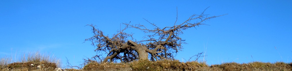 SAN SEVERINO LUCANO [.com]